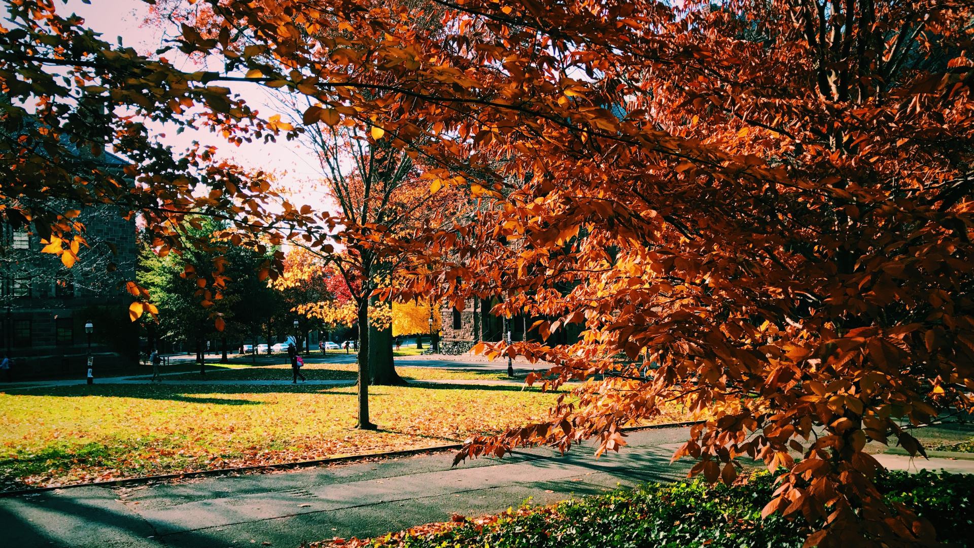 Фон дерево. Национальный парк хитачи япония. Времена года осень. Красивая осень. Осенний парк.